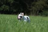 BOULEDOGUE FRANCAIS 744
